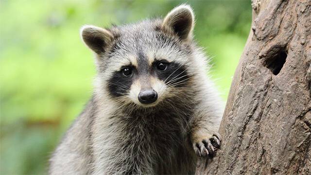 7 things to expect from Alexandria wildlife removal services